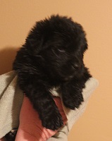 Newfoundland pup image: Bailey at 3 weeks