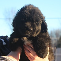 Newfoundland pup image: Bailey