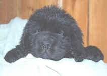 Image of 8 week old Newfoundland pup.