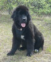 Newfoundland pup: Bailey
