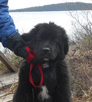 Newfoundland dog: Bailey
