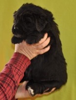 Newfoundland puppy: Barry