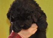 Newfoundland puppy: Barry