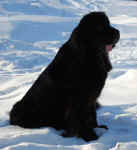 Newfoundland dog image; Becky in the snow