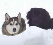 Image of Newfoundland dog: Becky, and Kita