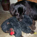 Image of Newfoundland dog: Becky with her favorite toy
