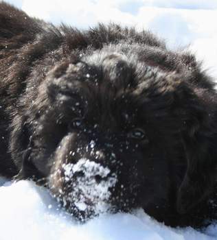 Newfoundland puppy image: Maggie at 8 weeks