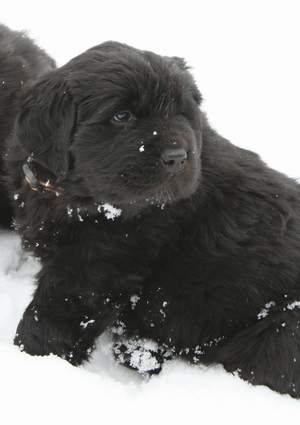 Newfoundland pup image: 'Maggie's' first snow!
