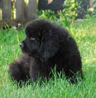 Newfoundland pup Beaumont at 7 weeks old
