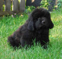Newfoundland pup Beaumont at 7 weeks old