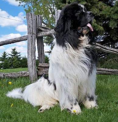 Newfoundland stud dog: Boss Faundland