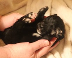 Newfoundland pup image: Brad at 10 days