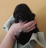 Newfoundland pup image: Brad at 2 weeks