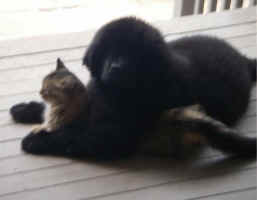Newfoundland pup Bronte with her cat 'Doppleganger'