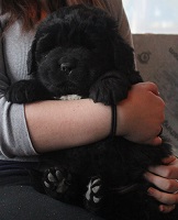 Newfoundland puppy: Bruce