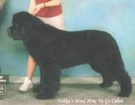 Newfoundland dog image:  Ch Yahka's Mind How Ya Go Cabot
