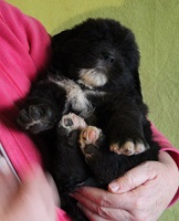 Newfoundland pup Cleo