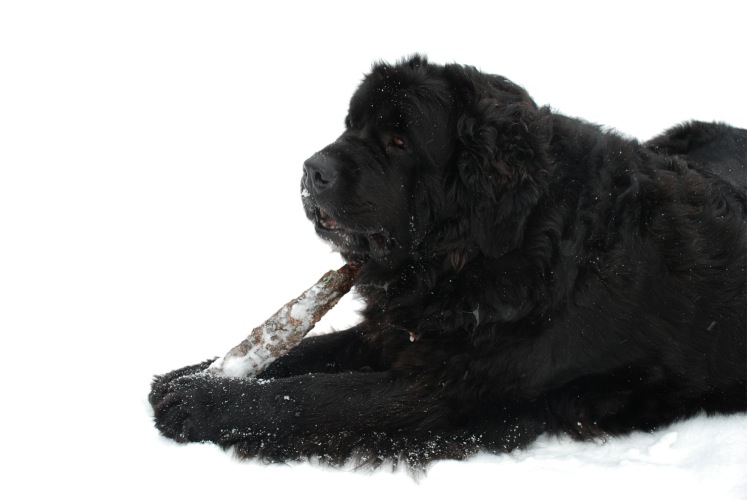 Newfoundland dog image:  Cookie