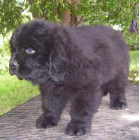 Newfoundland puppy image 'Lillian'