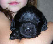 Image of Newfoundland puppy 'Louie'