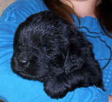 Newfoundland pup image; 'Louie'