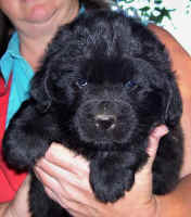 Newfoundland pup image; 'Marie'