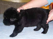 Image of three week old Newfoundland puppy