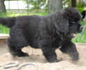 Newfoundland pup Guinness (Cabot x Cookie)