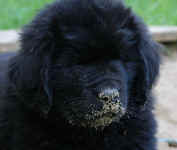 Image of 7 week old Newfoundland pup.