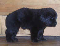 Image of four week old Newfoundland puppy