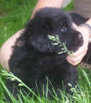 Image of five week old Newfoundland puppy
