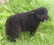 Image of five week old Newfoundland puppy