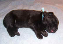 Image of one week old Newfoundland pup