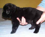 Image of three week old Newfoundland puppy