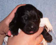 Image of one week old Newfoundland pup