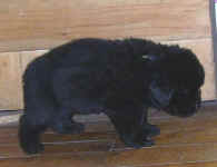 Image of four week old Newfoundland puppy