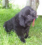 6 week old Newfoundland pup