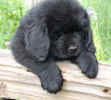 Newfoundland pup George (Cabot x Cookie)