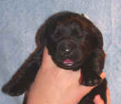 Image of two week old Newfoundland puppy