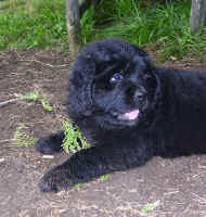 Newfoundland pup; 'Daisy'
