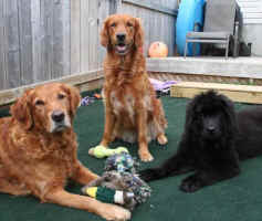 Newfoundland pup Daisy, with Golden Retrievers Neo and Trini