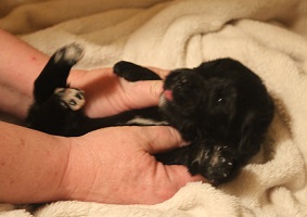 Newfoundland pup image: Dana at 10 days
