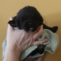 Newfoundland pup image: Dana at 2 weeks