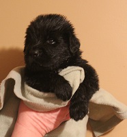Newfoundland pup image: Dana at 3 weeks