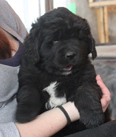 Newfoundland puppy: Diana