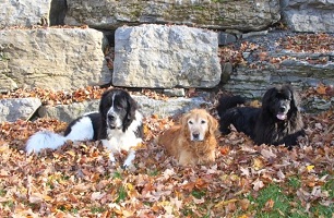 Diesel (Obelix x Louise), Neo (Golden Retriever) & Daisy (Schooner x Navy pup)