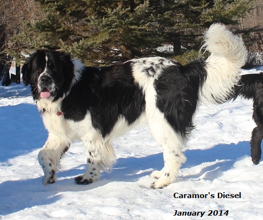 Male Landseer Newfoundland: Caramor's Diesel