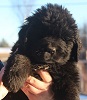 Newfoundland pup 'Caramor's Dora Sunny' (Ike x Willow pup)
