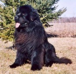 Newfoundland stud dog: Excalibur Canadian Beardog