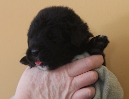 Newfoundland pup image: Gene at 2 weeks
